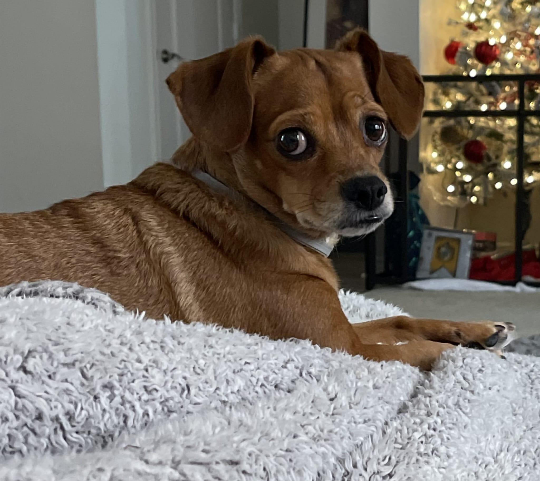 Violet2, Adopted, Adult Female Chiweenie.