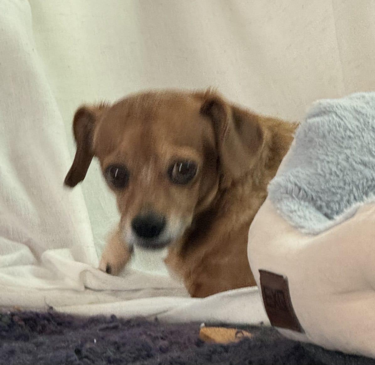 Enlarge Violet2, a Adopted mixed breed in Scottsdale, AZ image 5/6