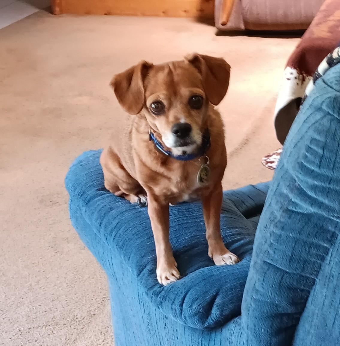 Violet2, Adopted, Adult Female Chiweenie.