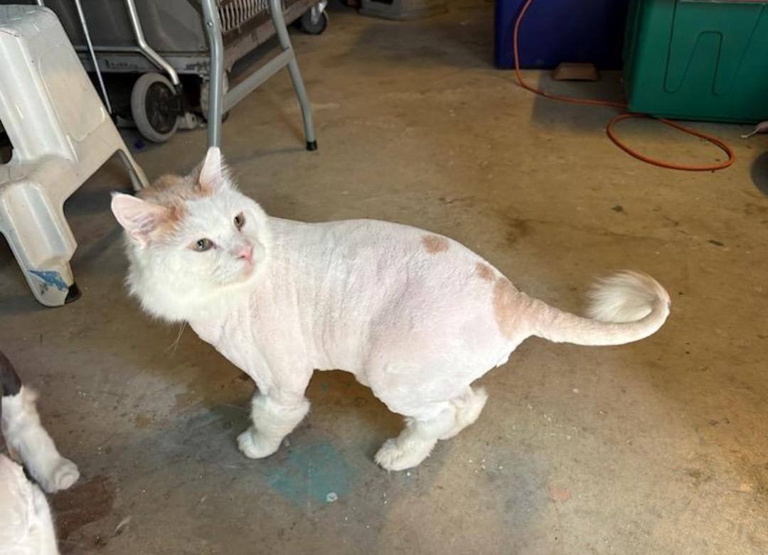 Enlarge Platinum, a ADOPTABLE Domestic Medium Hair in Reno, NV image 3/6