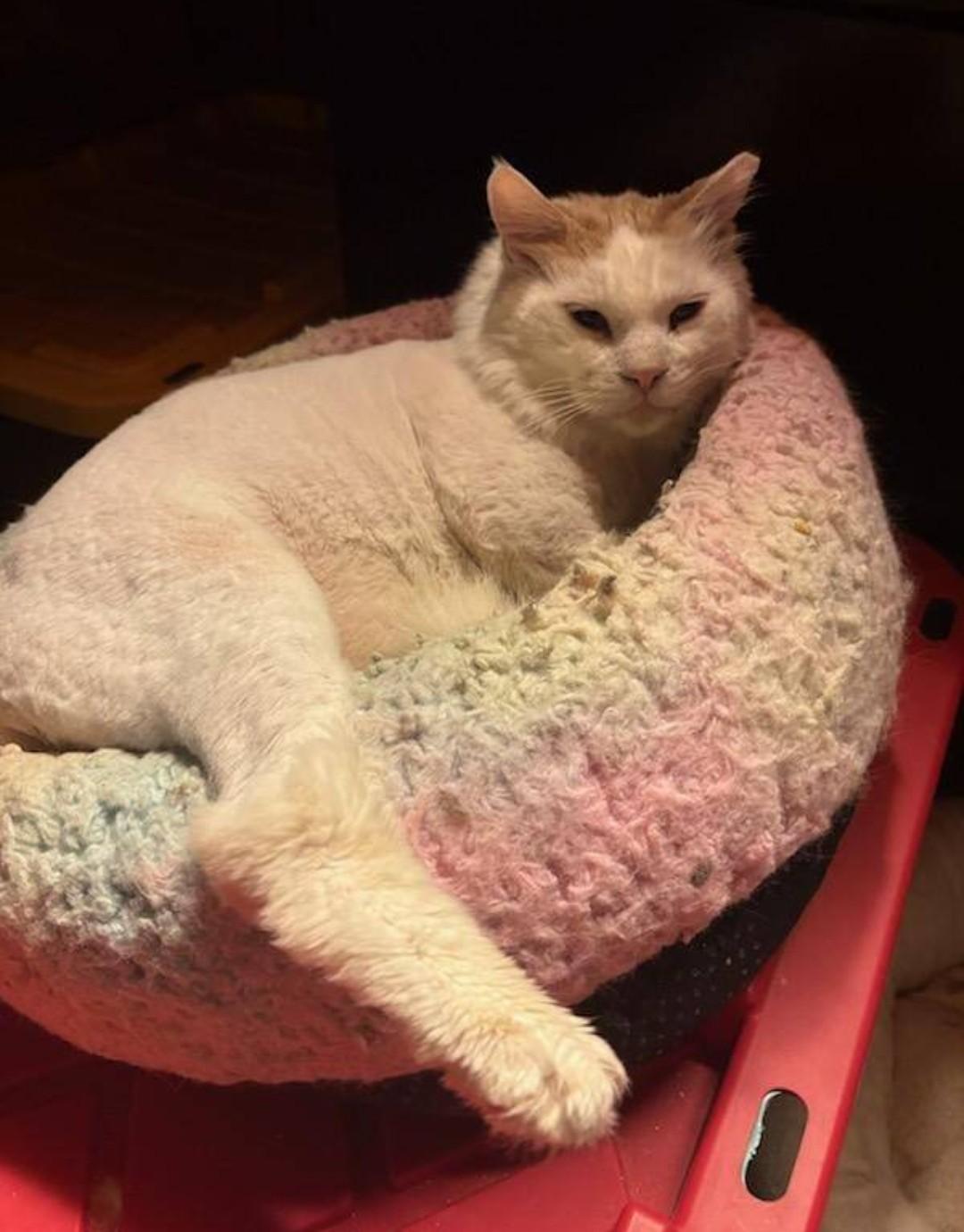 Enlarge Platinum, a ADOPTABLE Domestic Medium Hair in Reno, NV image 1/6