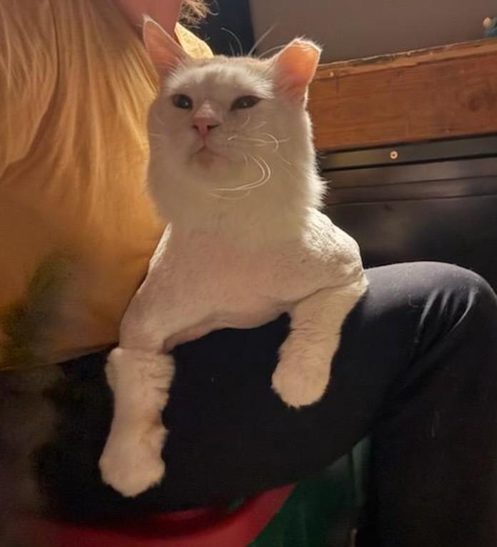 Enlarge Platinum, a ADOPTABLE Domestic Medium Hair in Reno, NV image 5/6