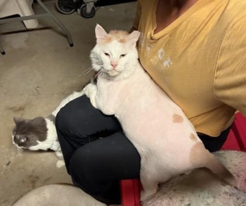 Enlarge Platinum, a ADOPTABLE Domestic Medium Hair in Reno, NV image 2/6