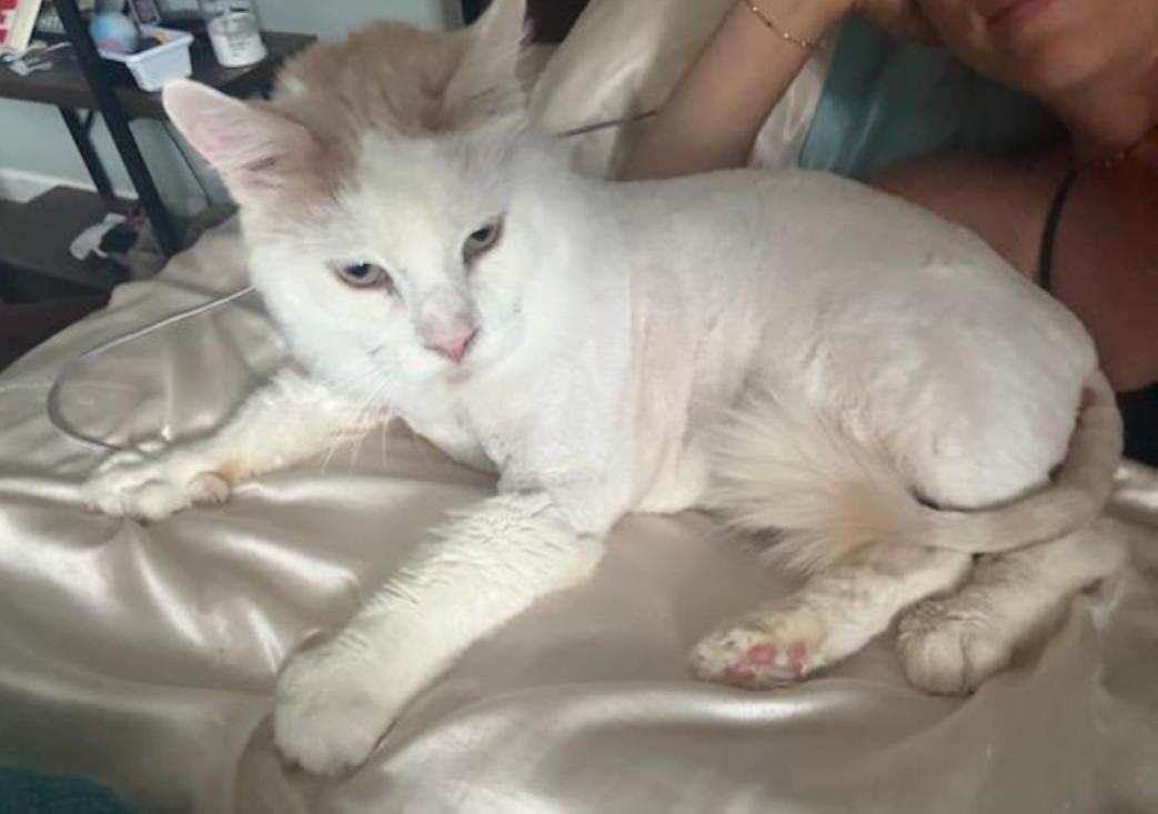 Enlarge Platinum, a ADOPTABLE Domestic Medium Hair in Reno, NV image 6/6