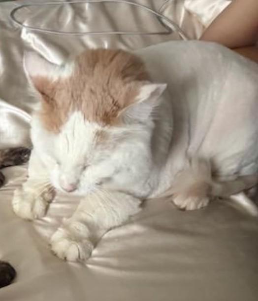 Enlarge Platinum, a ADOPTABLE Domestic Medium Hair in Reno, NV image 4/6