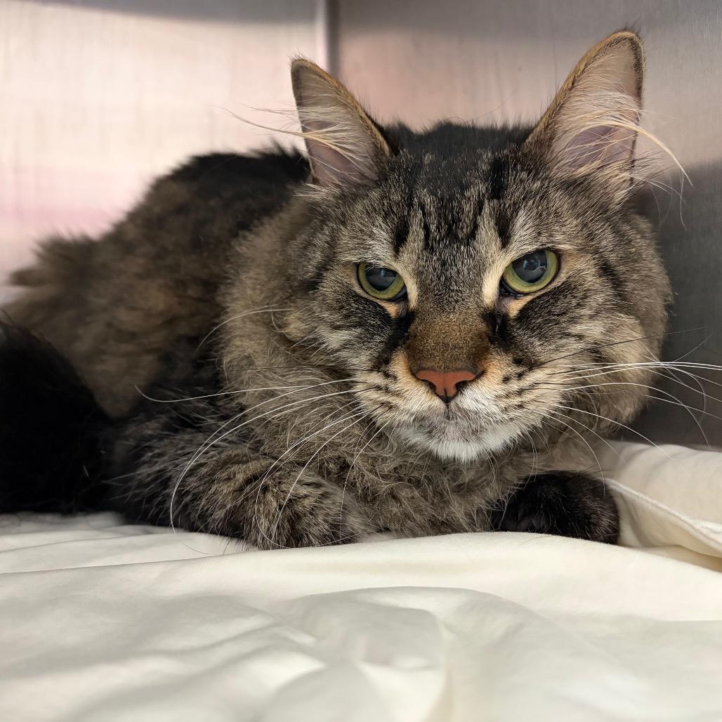 Phineas, Adoptable, Adult Male Domestic Medium Hair.