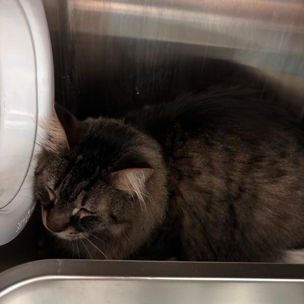Enlarge Phineas, a Adoptable Domestic Medium Hair in Philadelphia, PA image 2/2