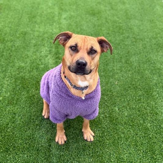 Enlarge Kimi, a Adoptable mixed breed in Turlock, CA image 1/6