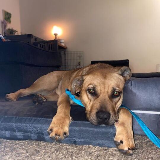 Enlarge Kimi, a Adoptable mixed breed in Turlock, CA image 1/6