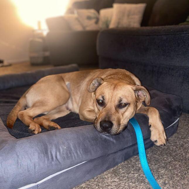 Enlarge Kimi, a Adoptable mixed breed in Turlock, CA image 2/6