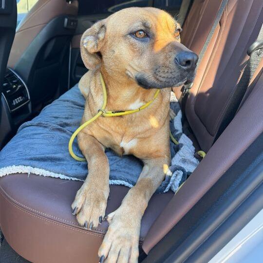 Enlarge Kimi, a Adoptable mixed breed in Turlock, CA image 2/6