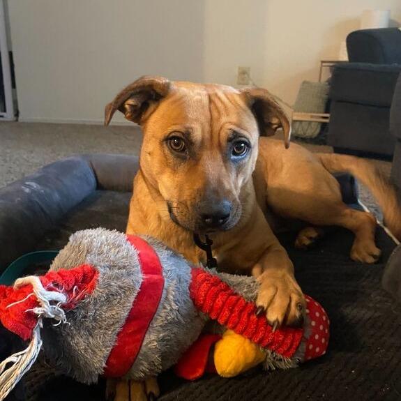 Enlarge Kimi, a Adoptable mixed breed in Turlock, CA image 3/6