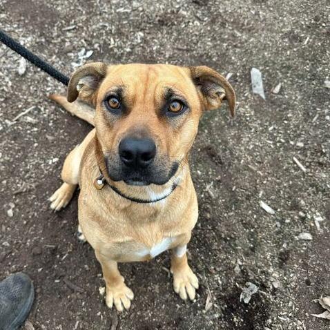 Enlarge Kimi, a Adoptable mixed breed in Turlock, CA image 4/6