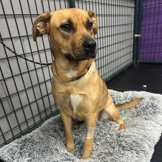 Enlarge Kimi, a Adoptable mixed breed in Turlock, CA image 5/6