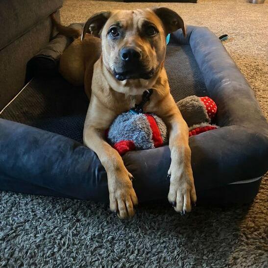 Enlarge Kimi, a Adoptable mixed breed in Turlock, CA image 6/6