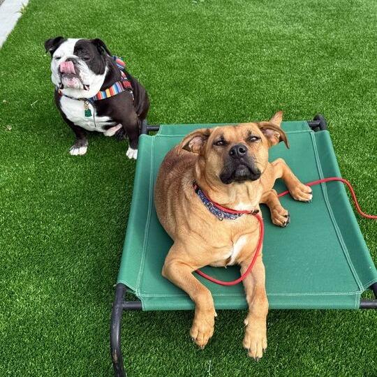 Enlarge Kimi, a Adoptable mixed breed in Turlock, CA image 5/6