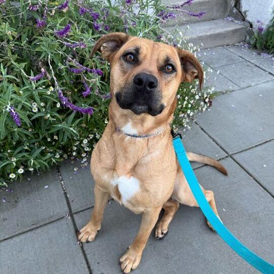 Enlarge Kimi, a Adoptable mixed breed in Turlock, CA image 6/6