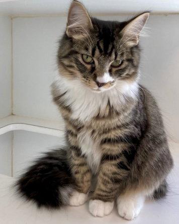 Enlarge Uri (bonded w/ Daya), a Adopted Domestic Medium Hair in Oakland, CA image 2/3