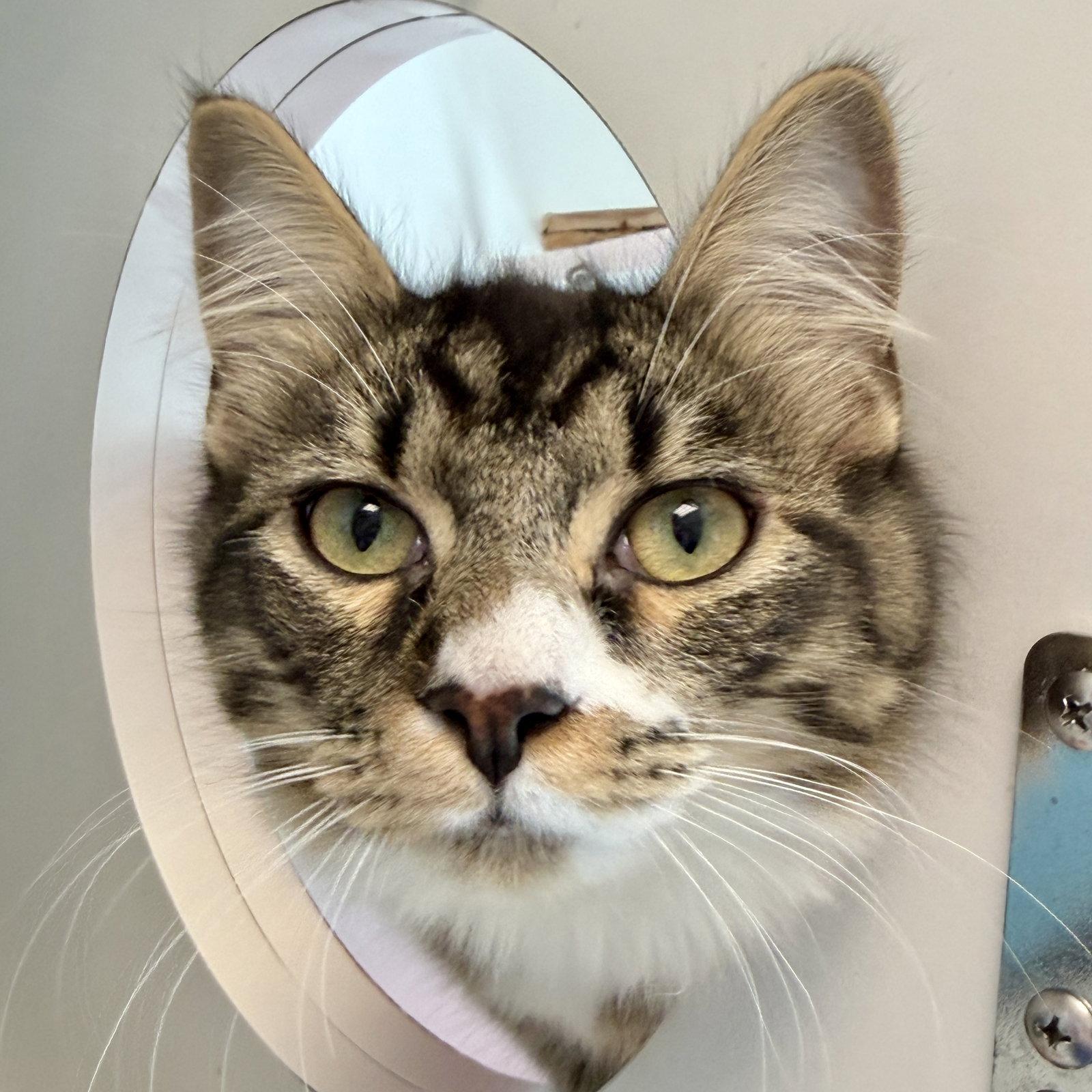 Enlarge Uri (bonded w/ Daya), a Adopted Domestic Medium Hair in Oakland, CA image 3/3
