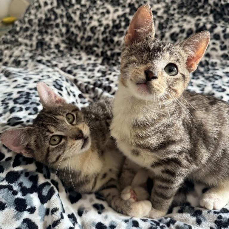 Enlarge Ellie, a Adoptable Domestic Short Hair in Costa Mesa, CA image 1/5