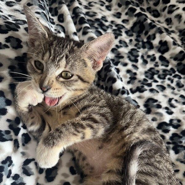 Enlarge Ellie, a Adoptable Domestic Short Hair in Costa Mesa, CA image 2/5