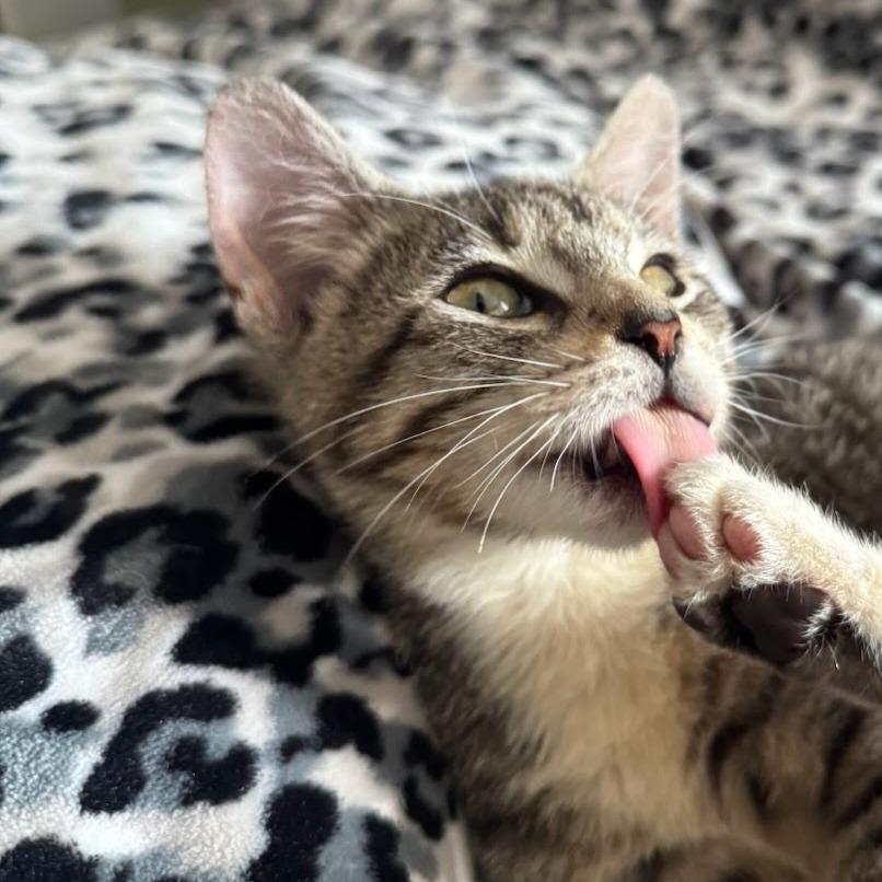 Enlarge Ellie, a Adoptable Domestic Short Hair in Costa Mesa, CA image 3/5