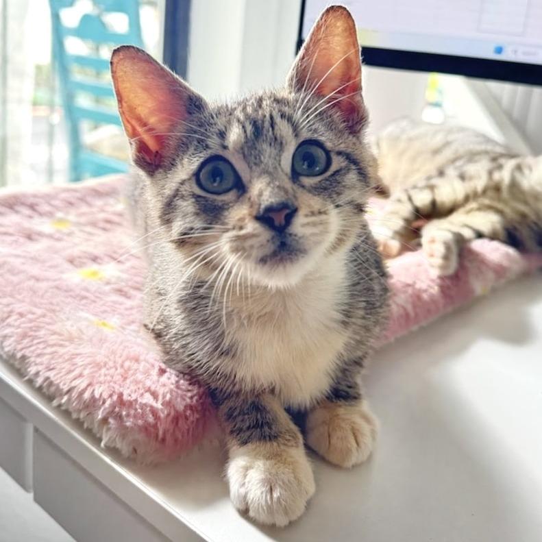 Enlarge Ellie, a Adoptable Domestic Short Hair in Costa Mesa, CA image 4/5