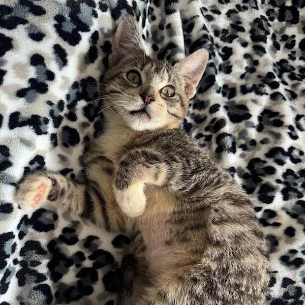 Enlarge Ellie, a Adoptable Domestic Short Hair in Costa Mesa, CA image 5/5