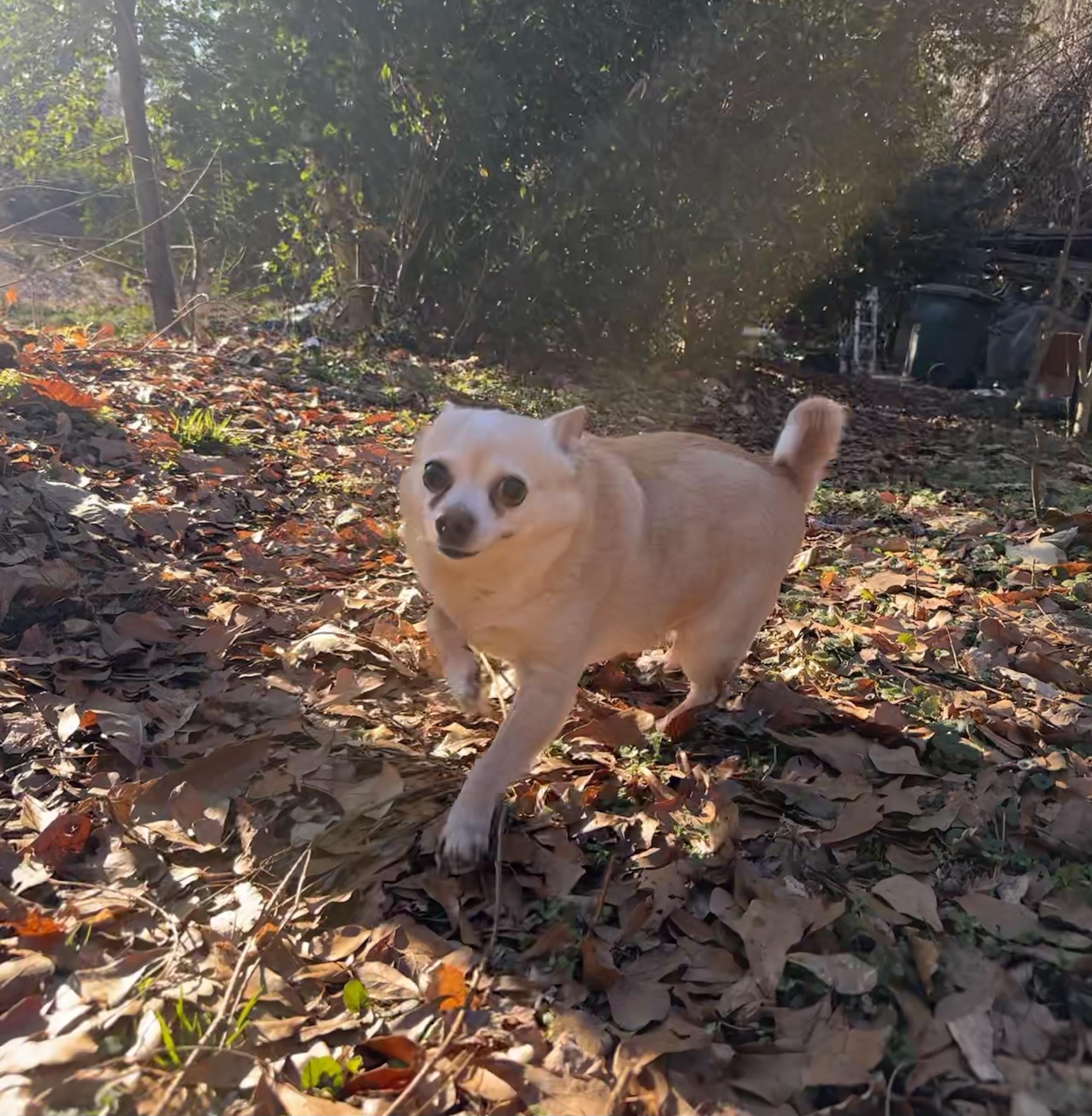 Enlarge Lucky Abbigail, a ADOPTABLE mixed breed in Cary, NC image 1/5