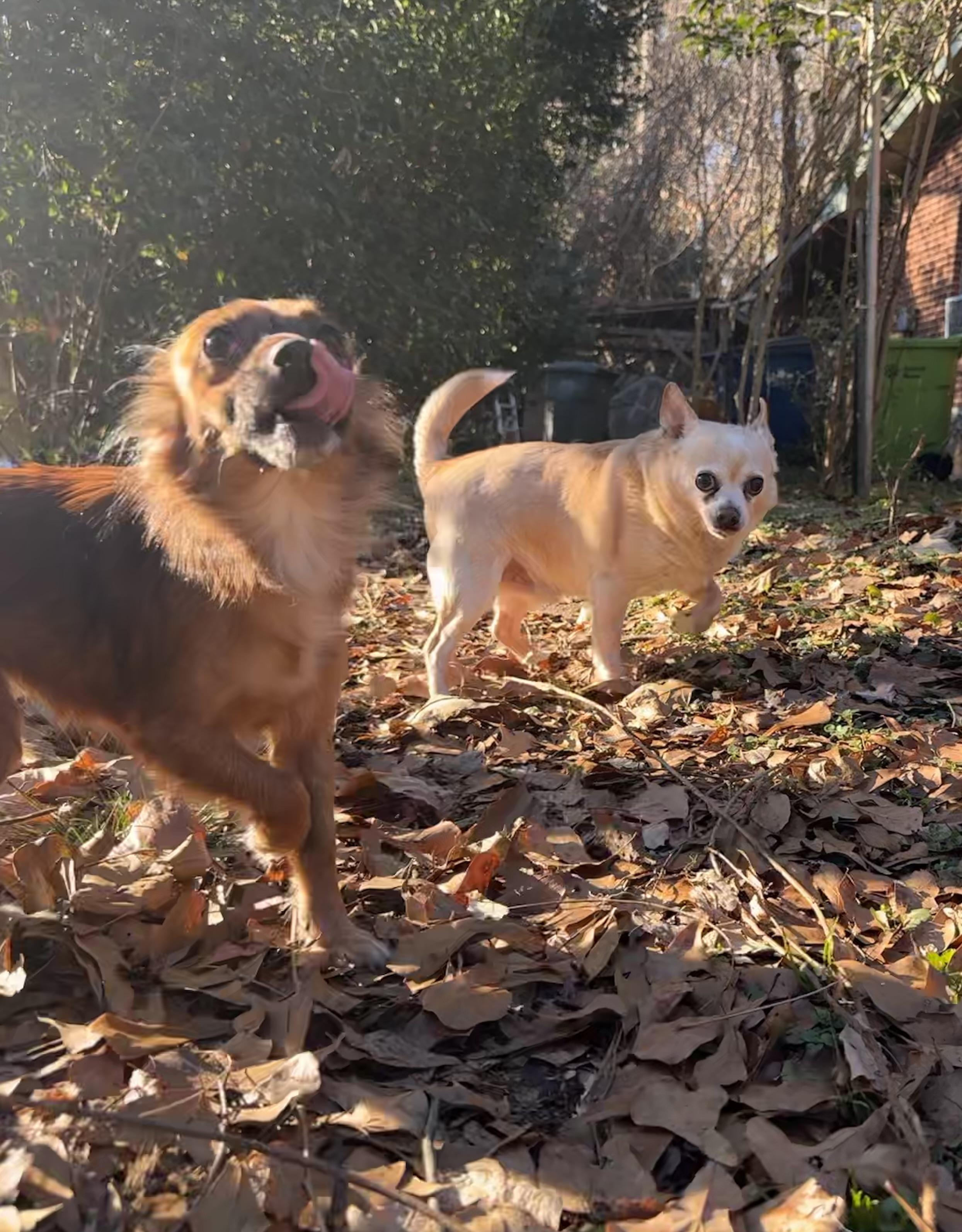 Enlarge Lucky Abbigail, a ADOPTABLE mixed breed in Cary, NC image 4/5