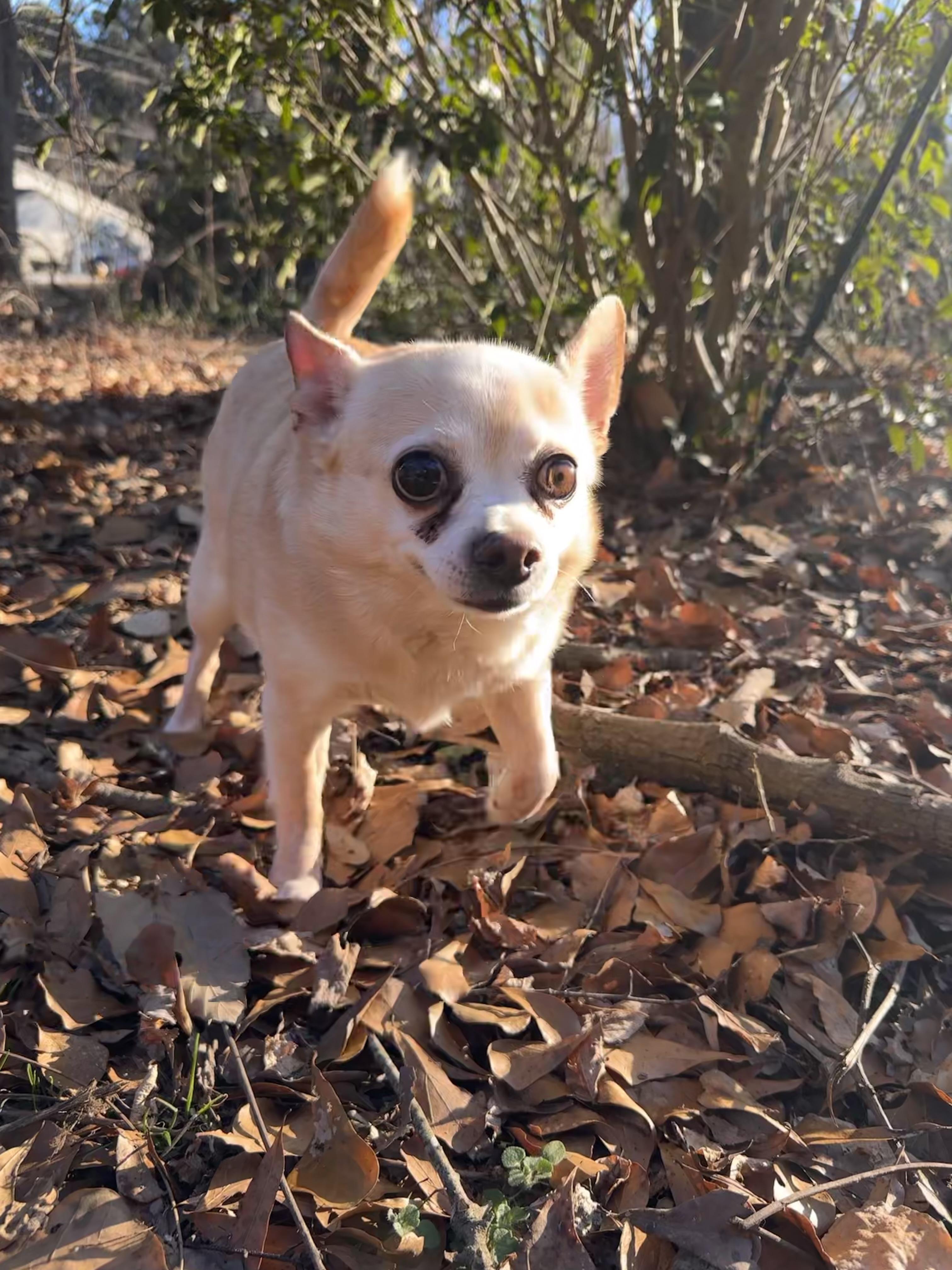 Enlarge Lucky Abbigail, a ADOPTABLE mixed breed in Cary, NC image 2/5