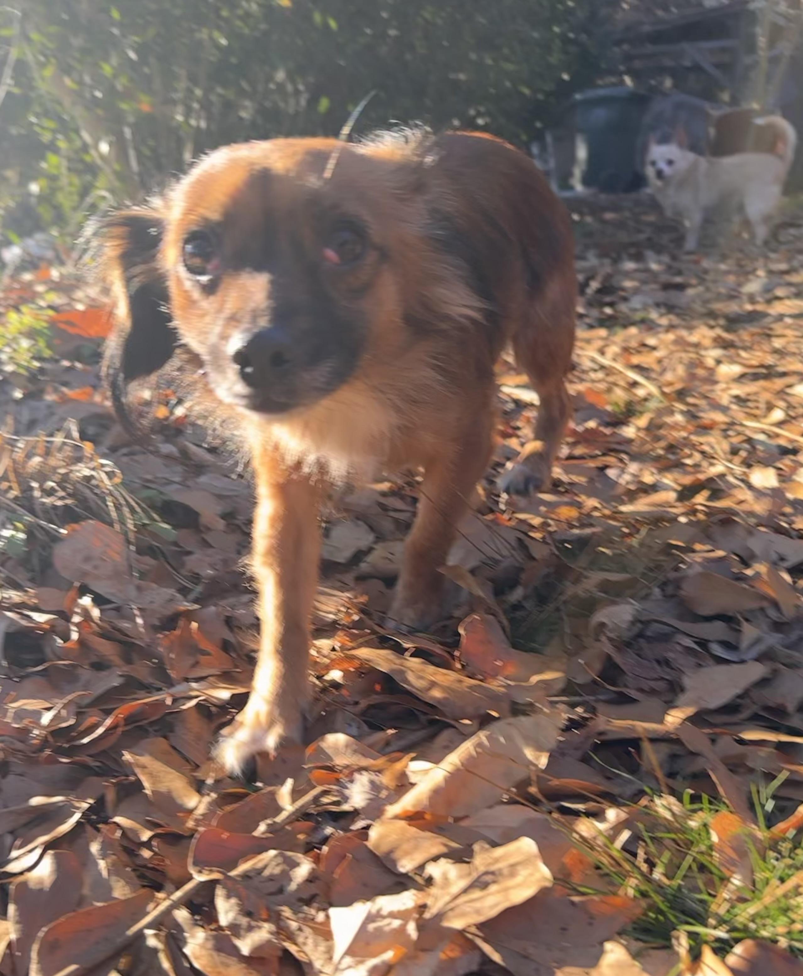 Enlarge Lucky Abbigail, a ADOPTABLE mixed breed in Cary, NC image 3/5