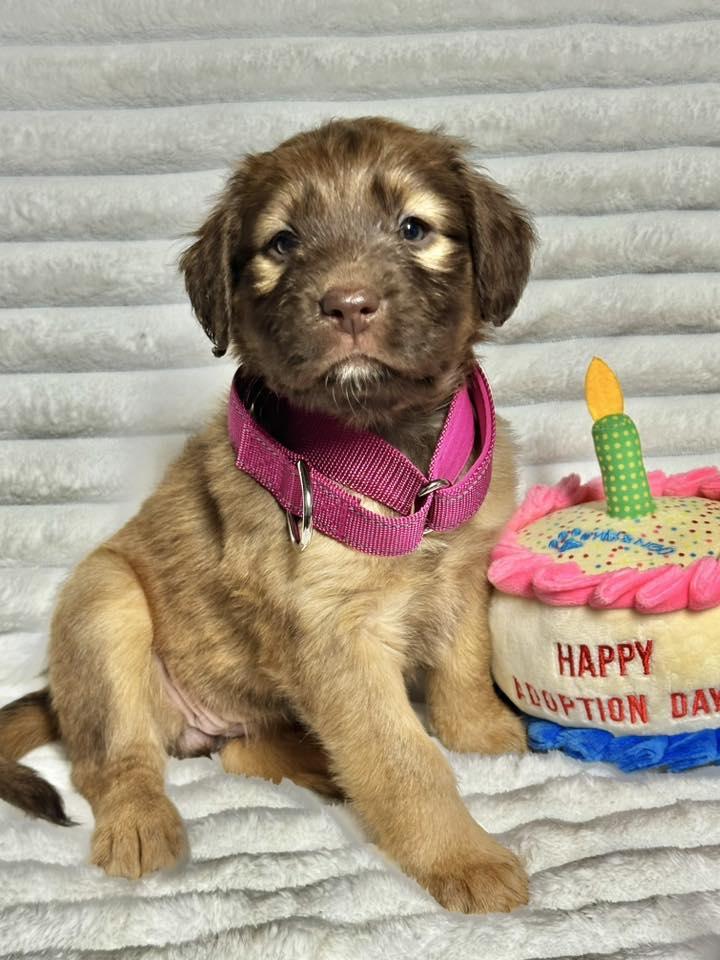 Tulip, adopted, Puppy Female Labrador Retriever & Golden Retriever.