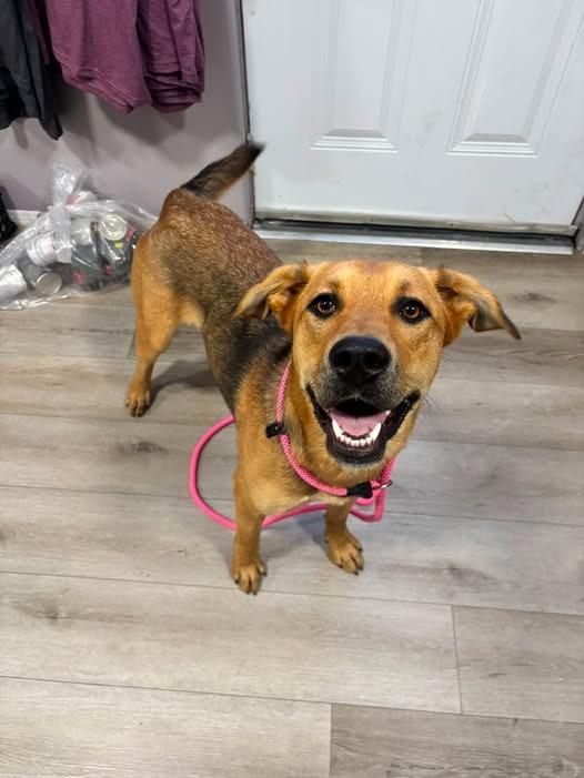 Seraphina, Adopted, Young Female Shepherd.