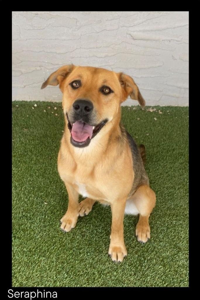 Enlarge Seraphina, a Adopted mixed breed in Chino Valley, AZ image 2/3