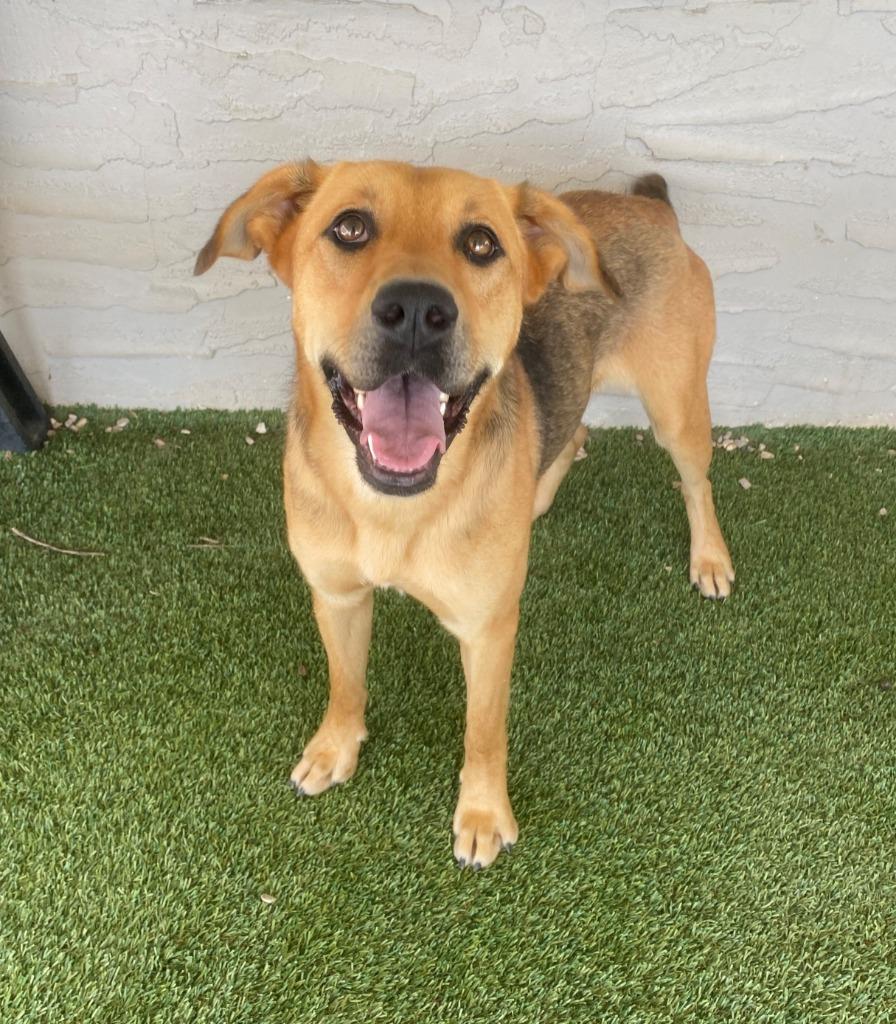 Enlarge Seraphina, a Adopted mixed breed in Chino Valley, AZ image 3/3