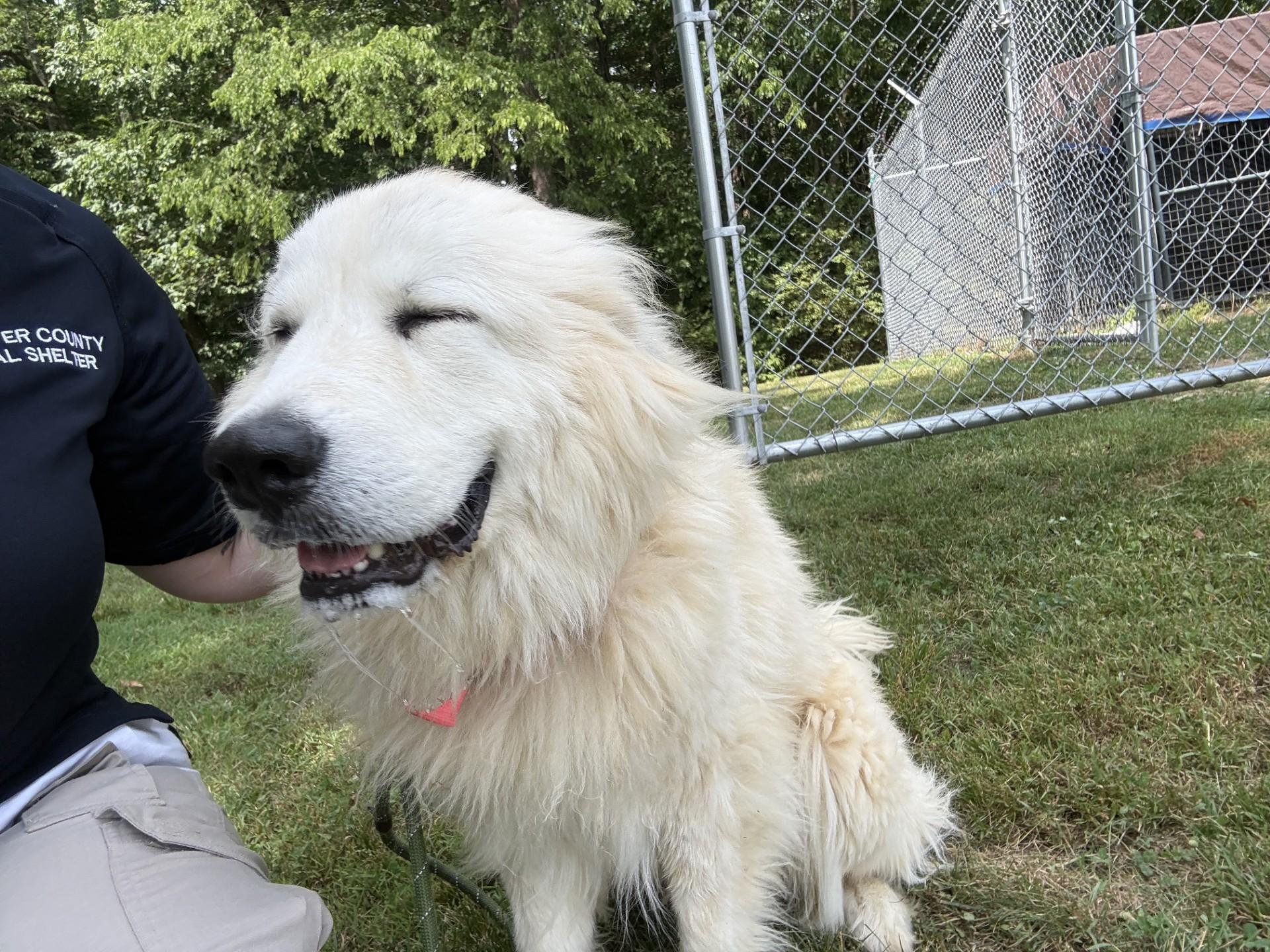 Sabrina, a ADOPTABLE Great Pyrenees in Ashland, VA image 2/3