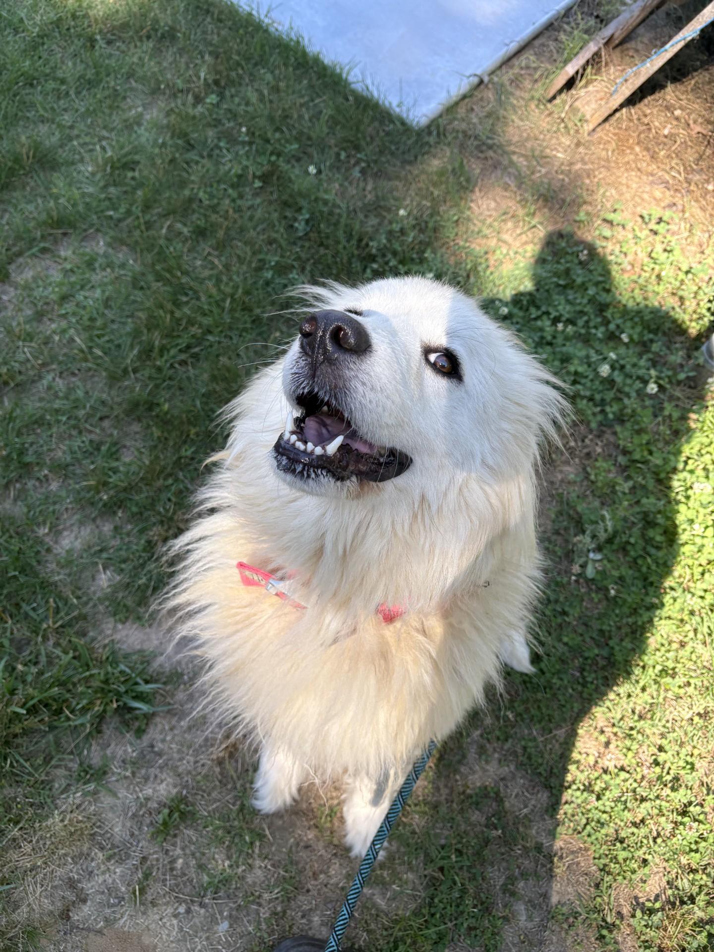 Sabrina, a ADOPTABLE Great Pyrenees in Ashland, VA image 3/3
