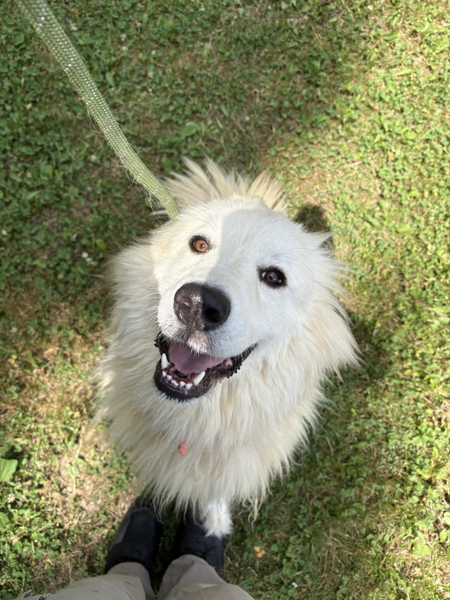 Sabrina, ADOPTABLE, Young Female Great Pyrenees.
