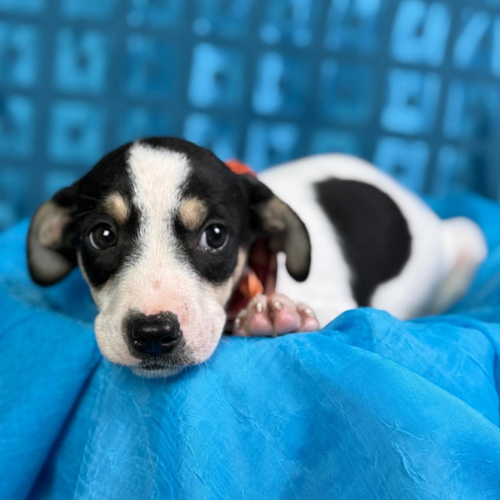 Spruce, Adoptable, Puppy Male Terrier & Mixed Breed.