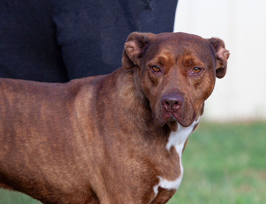 Garland, a Adoptable Pit Bull Terrier in Guthrie, OK image 2/4