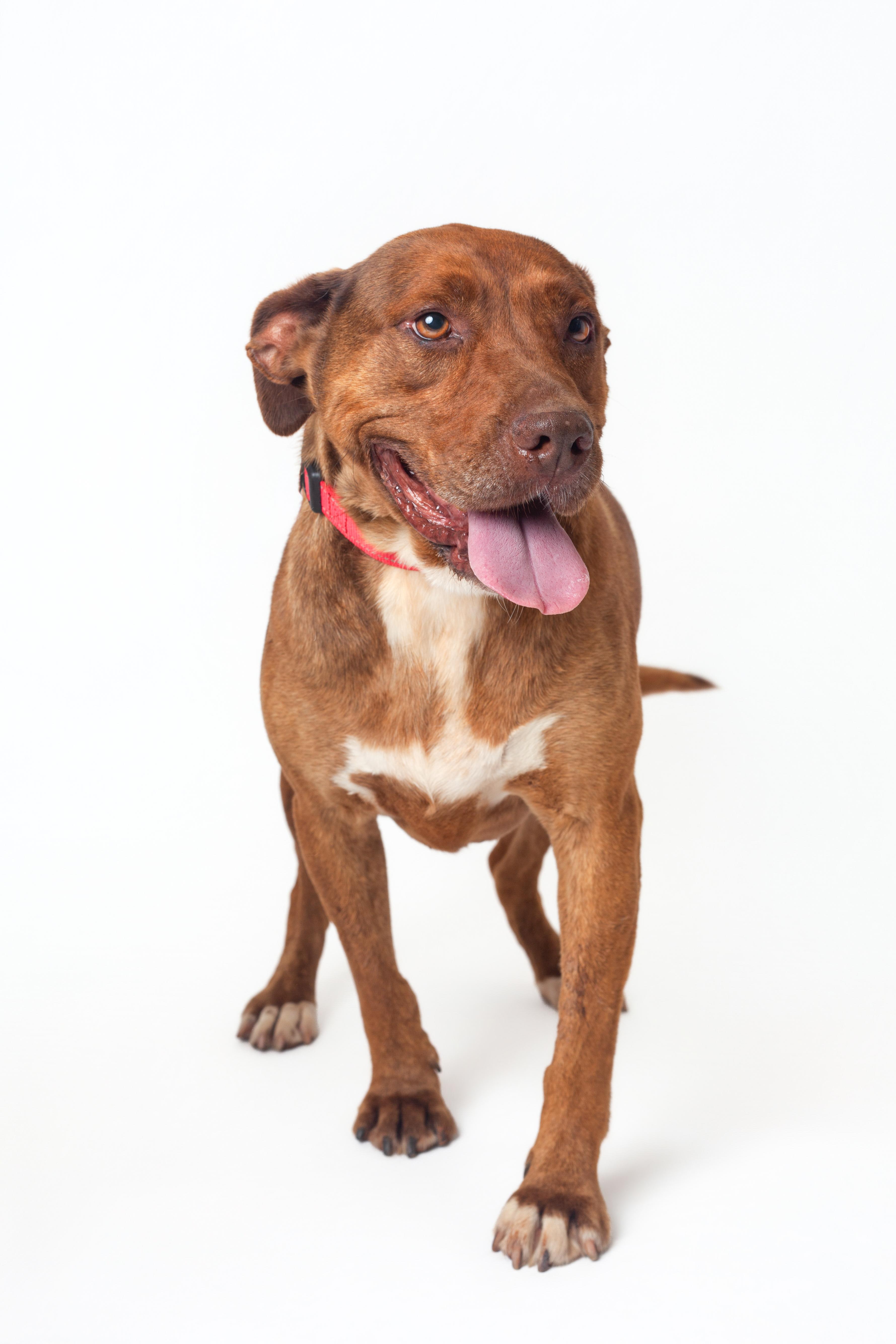 Enlarge Garland, a Adoptable Pit Bull Terrier in Guthrie, OK image 1/6
