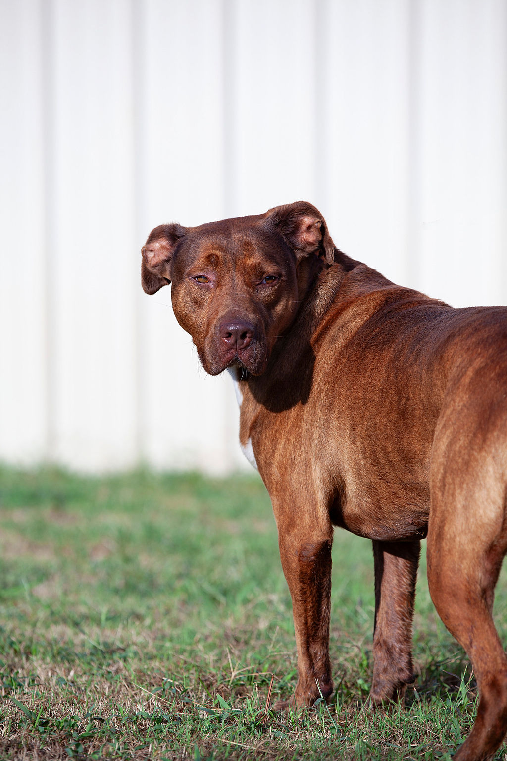 Garland, a Adoptable Pit Bull Terrier in Guthrie, OK image 3/4