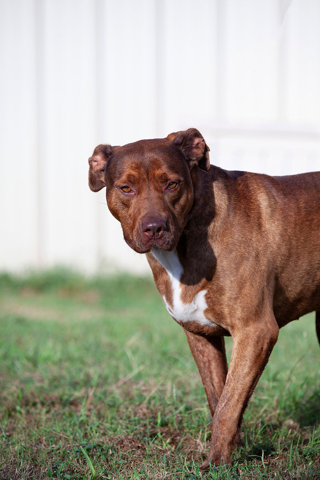 Garland, a Adoptable Pit Bull Terrier in Guthrie, OK image 4/4