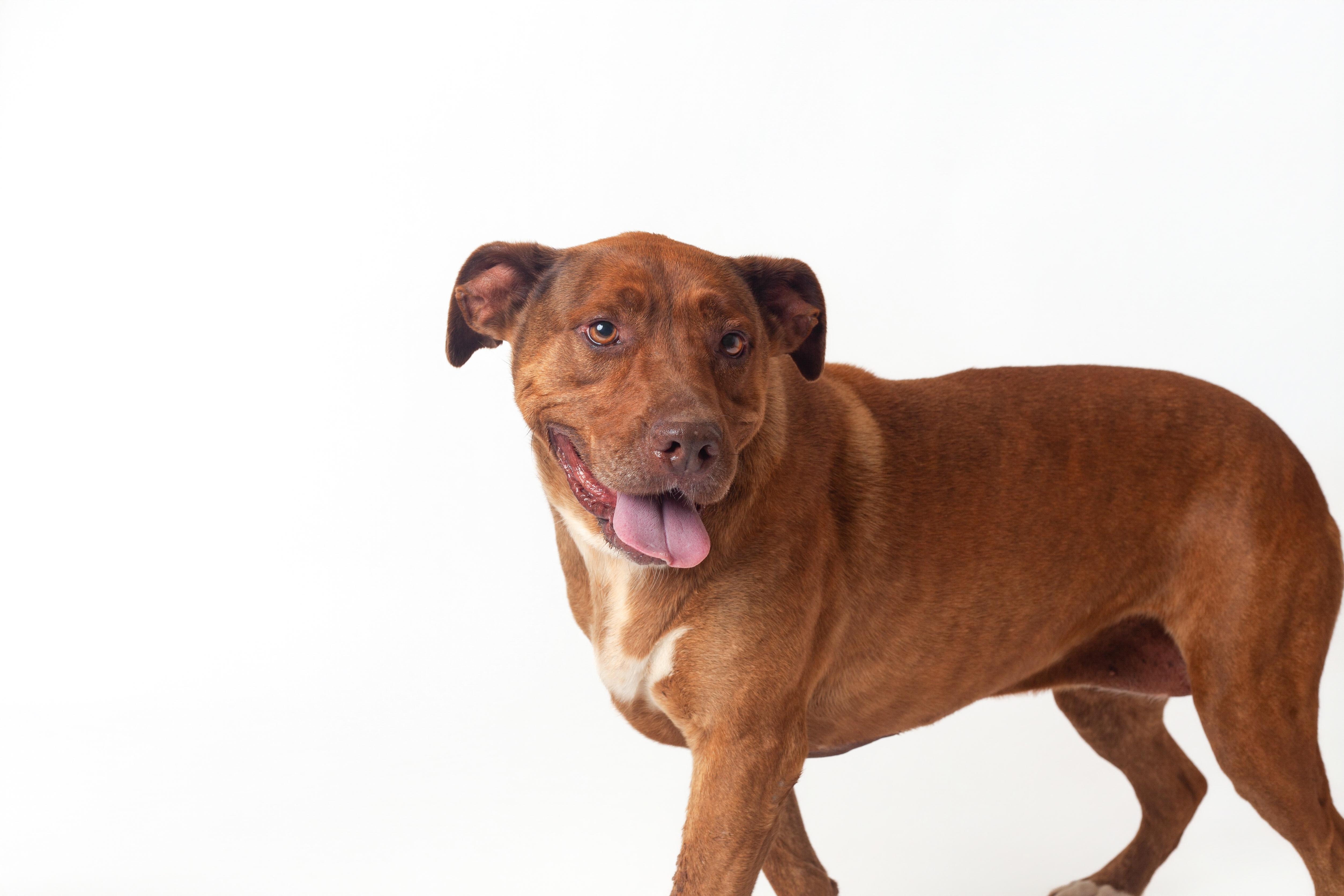 Enlarge Garland, a Adoptable Pit Bull Terrier in Guthrie, OK image 6/6
