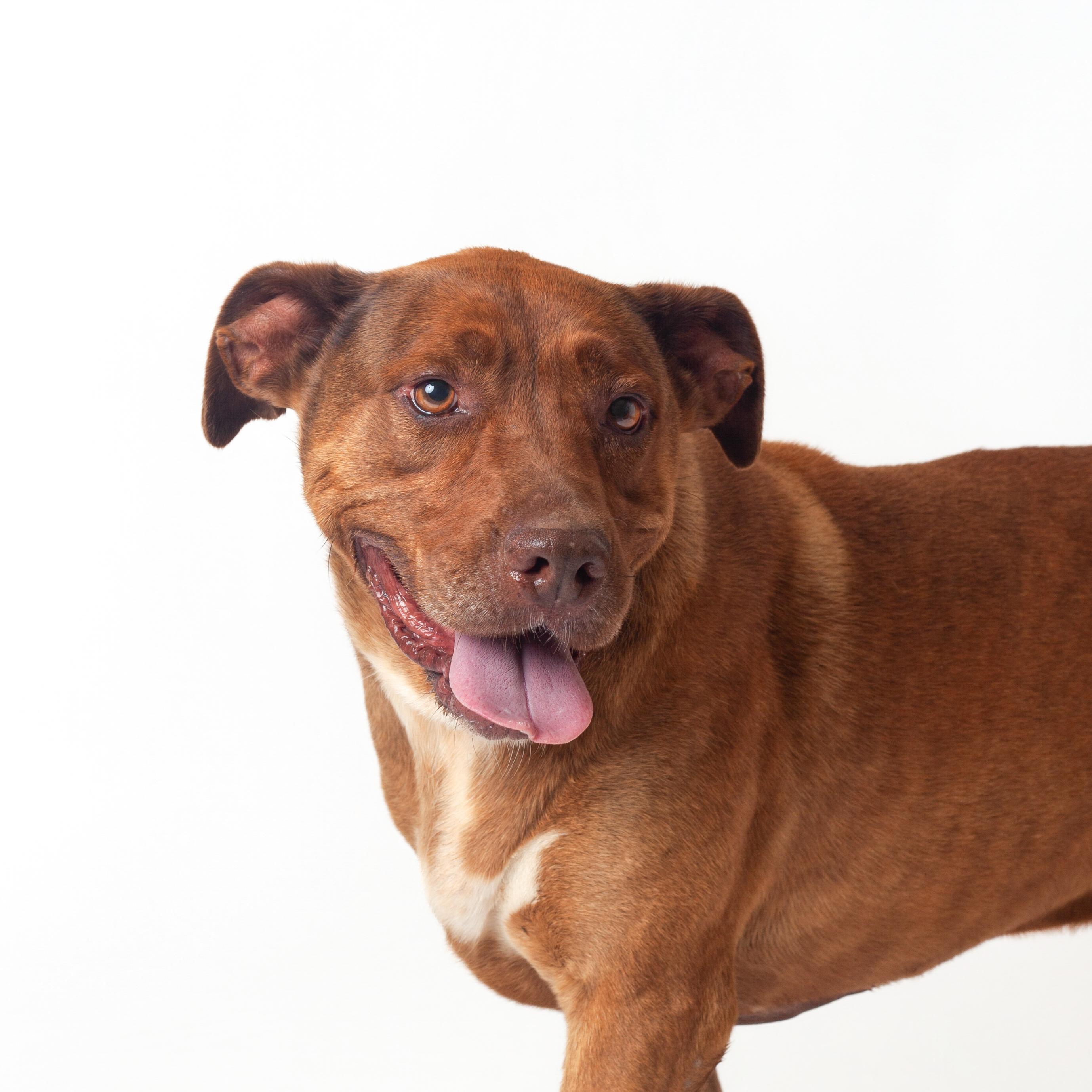 Garland, Adoptable, Adult Female Pit Bull Terrier.