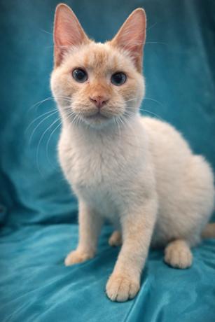 Enlarge Binkley, a Adopted Siamese in Nashville, TN image 2/2