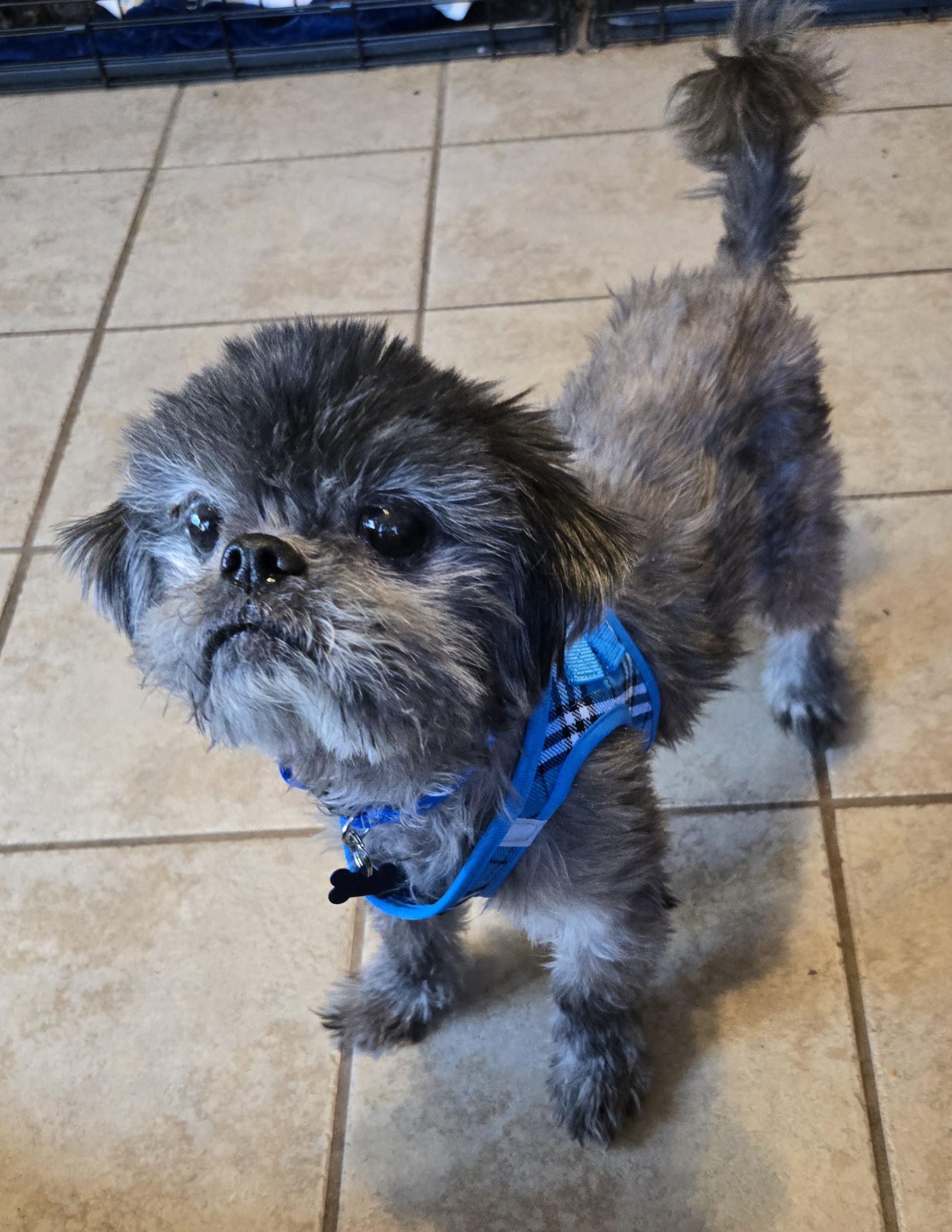 MILO, adoptable, Senior Male Shih Tzu & Brussels Griffon.