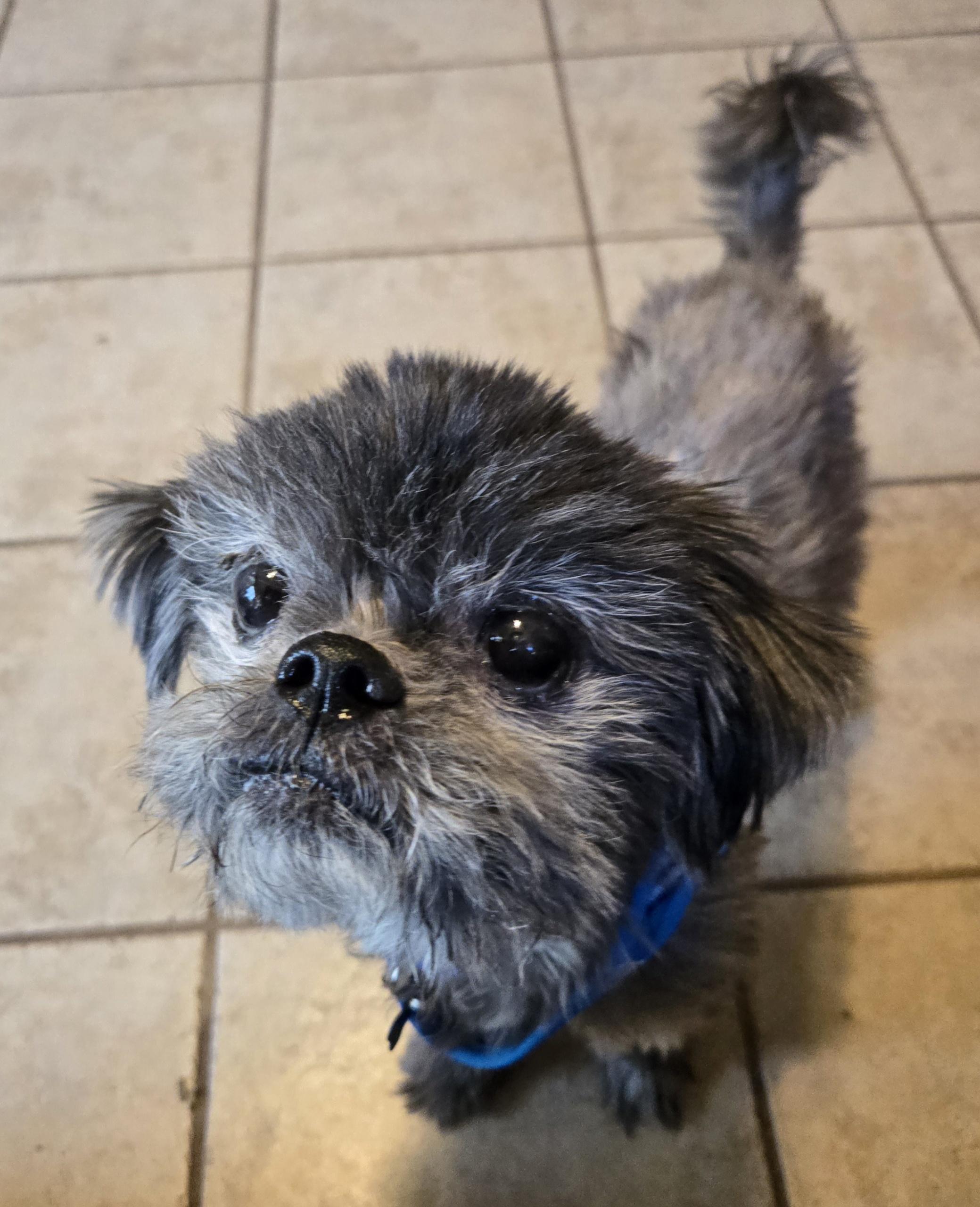 MILO, an adoptable mixed breed in Grand Prairie, TX image 2/5