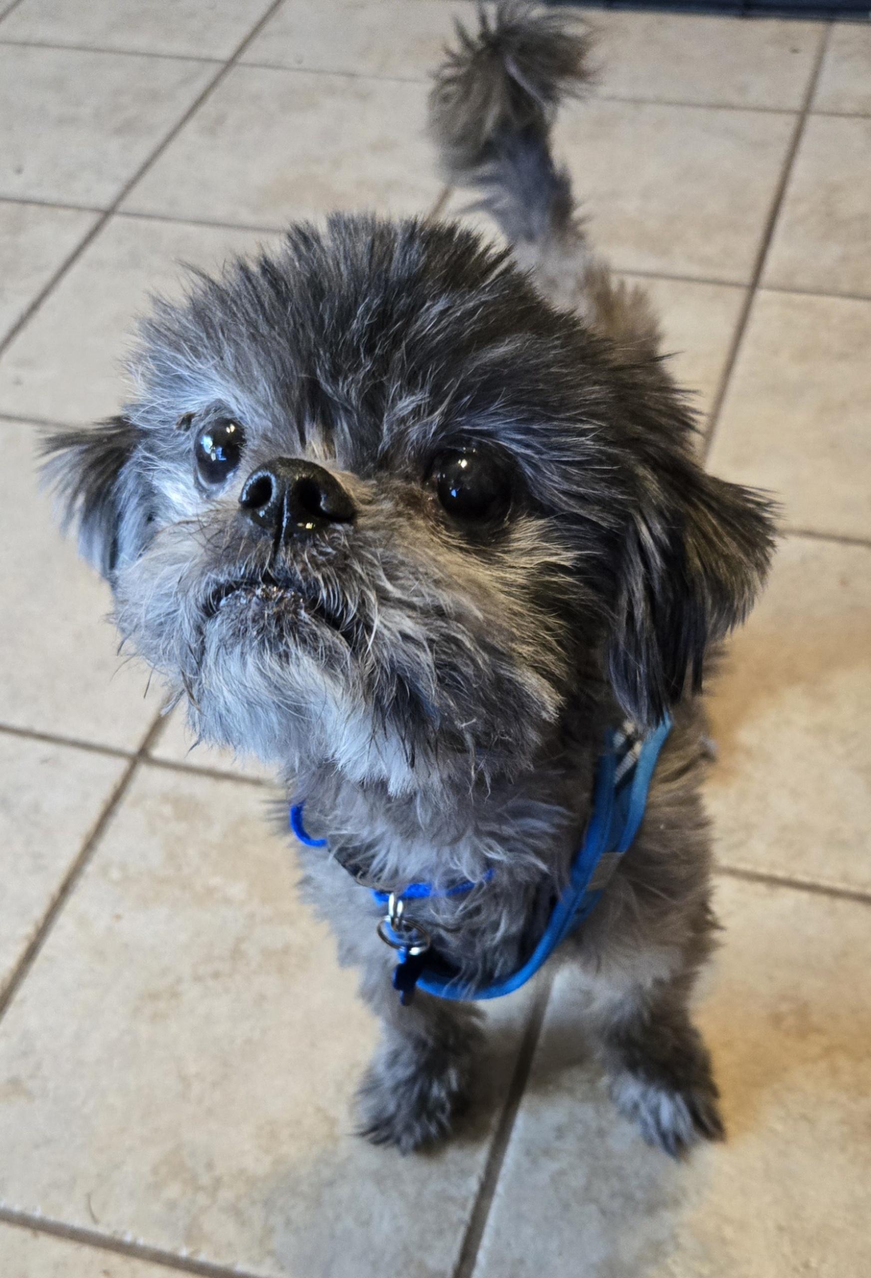 MILO, adoptable, Senior Male Shih Tzu & Brussels Griffon.